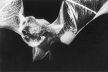 ����m��ʐ^�W�u�_�B�ꉷ��s�v