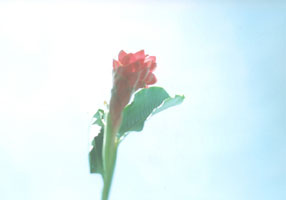 ���{�z�ʐ^�W�unikolaschka?�v