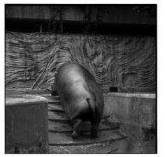 �� ��Ȏʐ^�W�uZOOGRAPHIC�v