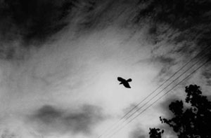 �ߓ��ЂƂݎʐ^�W�u�����Ԃ�v