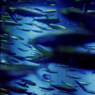 �����j�q�ʐ^�W�ututte�v