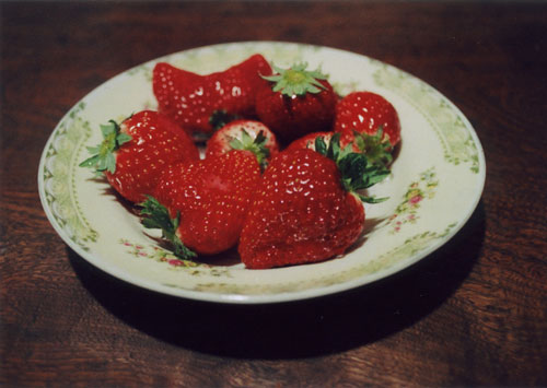 ���Y�q�q�ʐ^�W�u�ڃJ�����E�����v