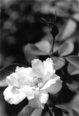 �ѓc�䂫�̎ʐ^�W�uAugust 2008�v