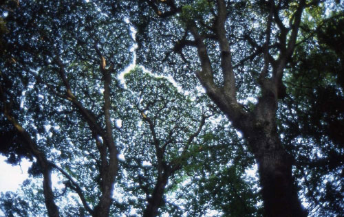 �����ώʐ^�W�u�� �`�����₫�`�v