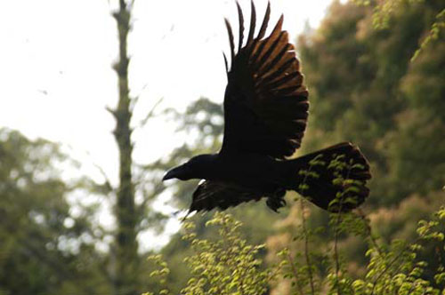 2/5(��)�`2/11(��) ����p���ʐ^�W�uSpirit Link�v